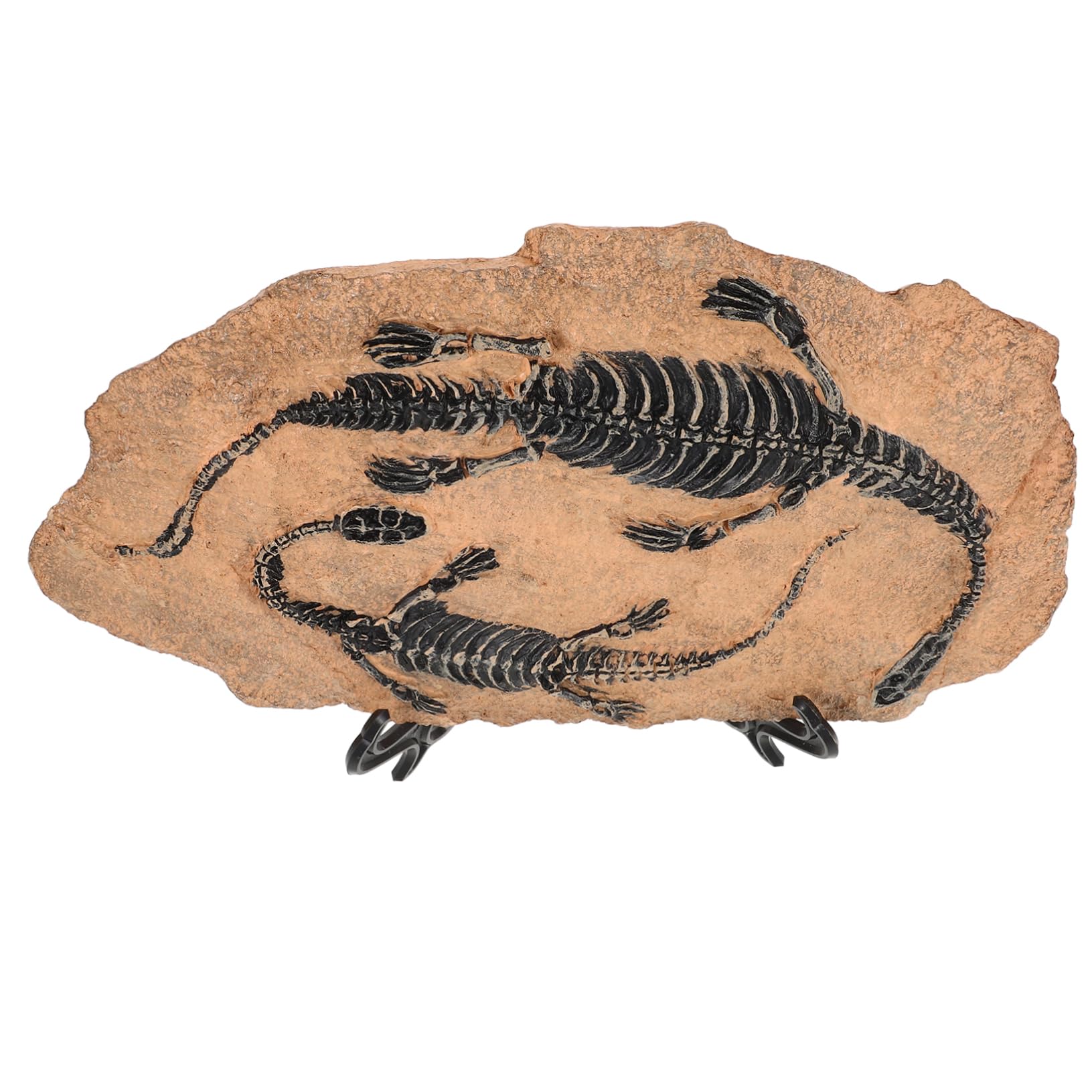 1set Modelli Decorativi Di Fossili Di Dinosauro Per Educazione Geologica e Paleontologica Ornamenti Per Casa e Giardino Per Compleanni