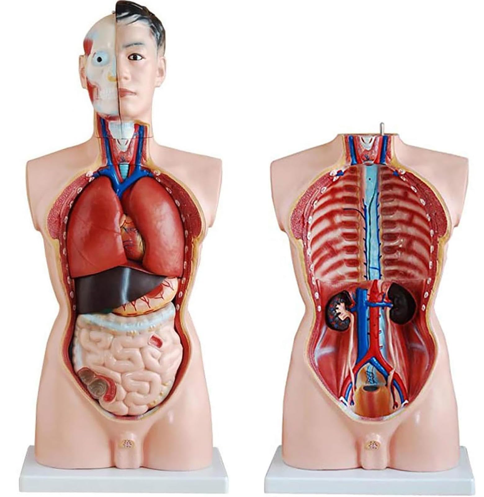 85 cm męski model anatomiczny tułowia składający się z 19 części, model anatomii człowieka, model tułowia człowieka, struktura anatomiczna głowy, szyi i narządów wewnętrznych ludzkiego szkieletu.