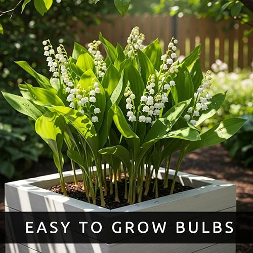 Miniatura 7 de Lily of The Valley - Bombillas para plantar  Impresionantes flores lloronas de campana blanca, bulbos frescos de leucojum para crecer  Fragancia