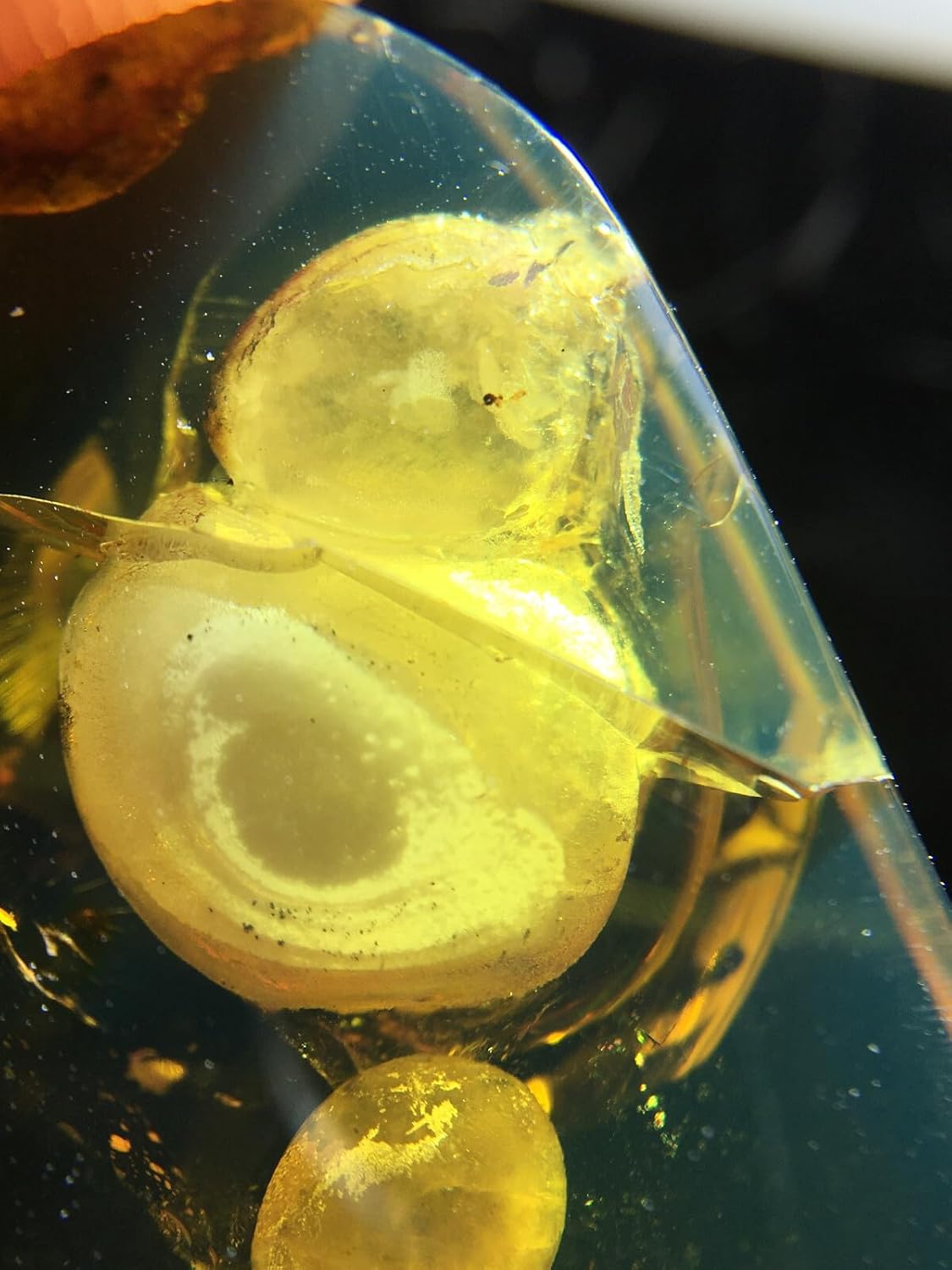 Burmese burmite Cretaceous Rare Gourd Shaped Insects Fossil Amber Myanmar