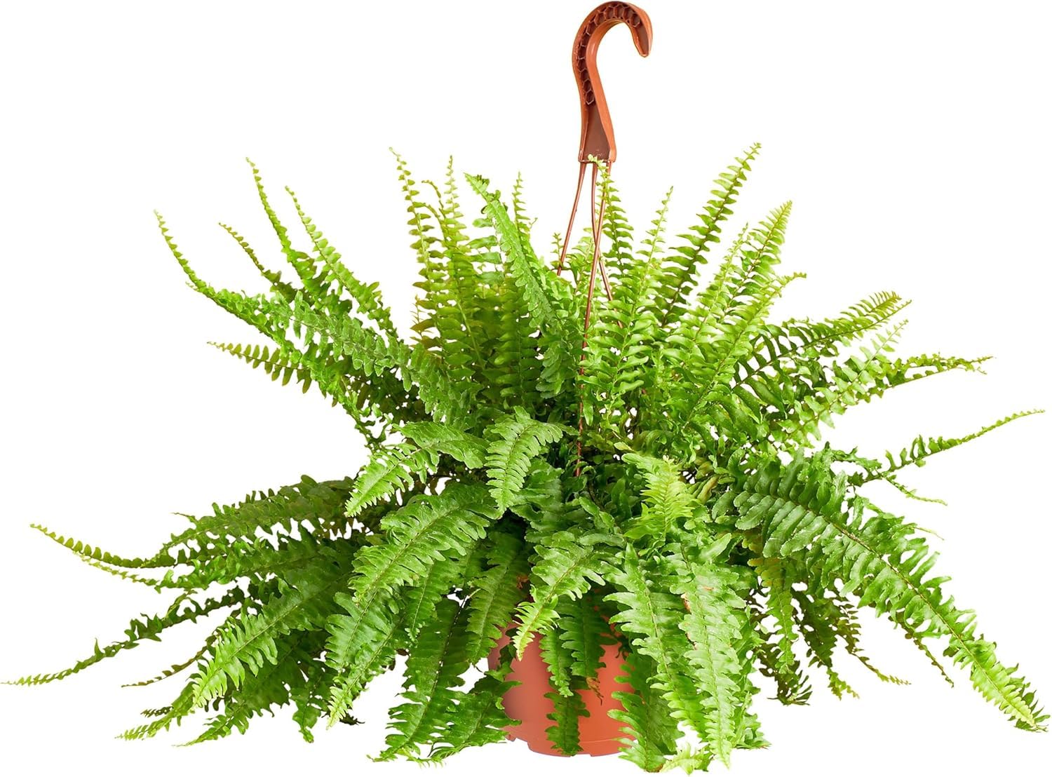 Shop Succulents Queen Fern