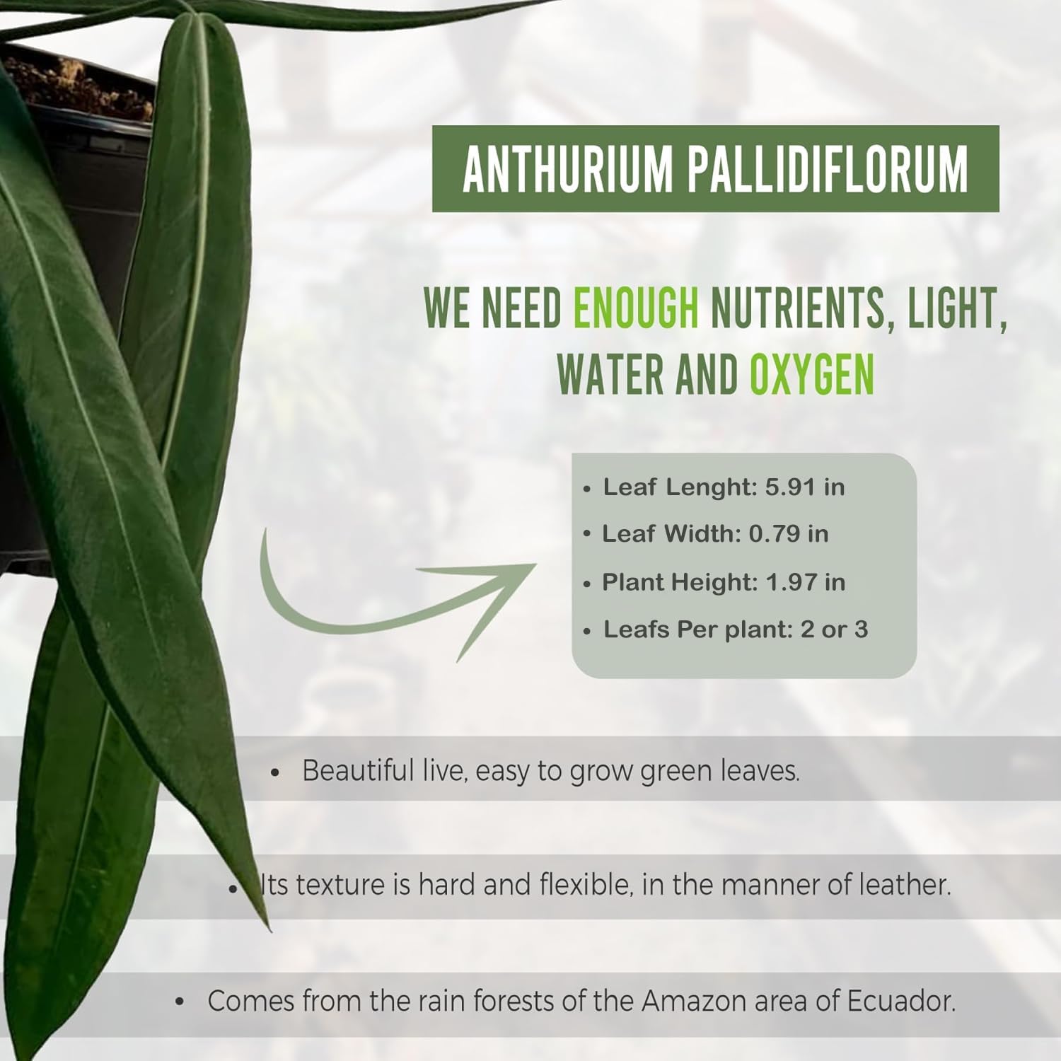 Amazon.com : LEAL PLANTS ECUADOR Anthurium Pallidiflorum (Pack of 2)| Green  Live Plant for Indoor |Rare & Exotic Indoor Plants for Living Room | Unique  Gift for Plant Lovers : Patio, Lawn & Garden