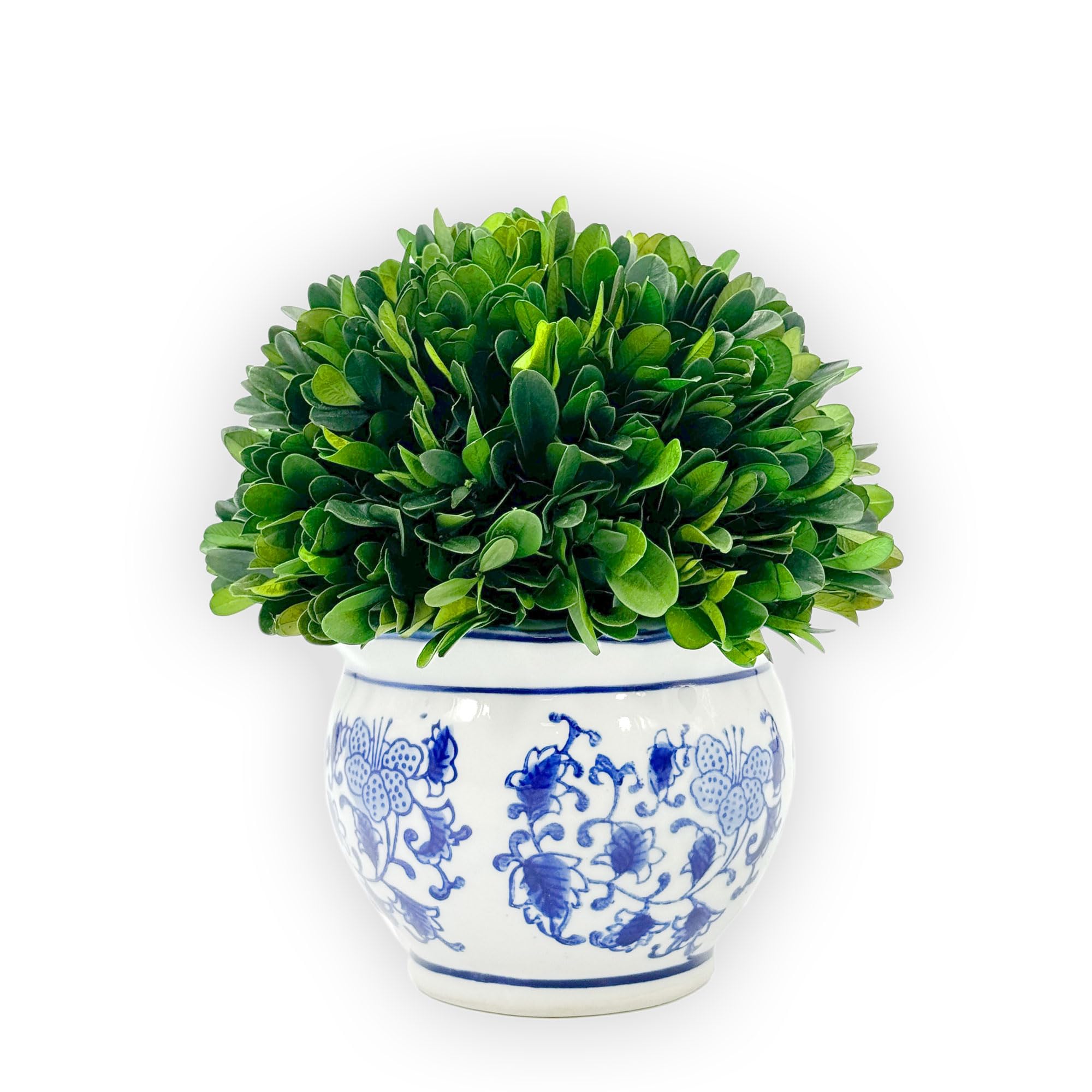 Galt Boxwood Topiary