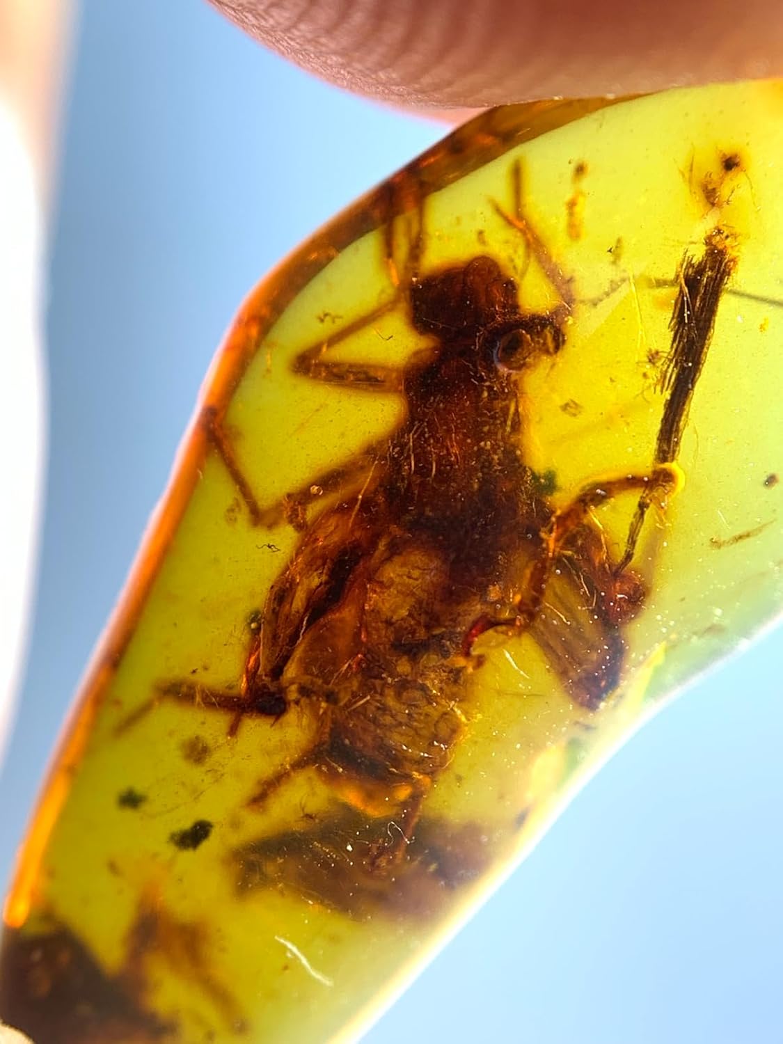 Burmese burmite Cretaceous Grasshopper Insect Fossil Amber Myanmar