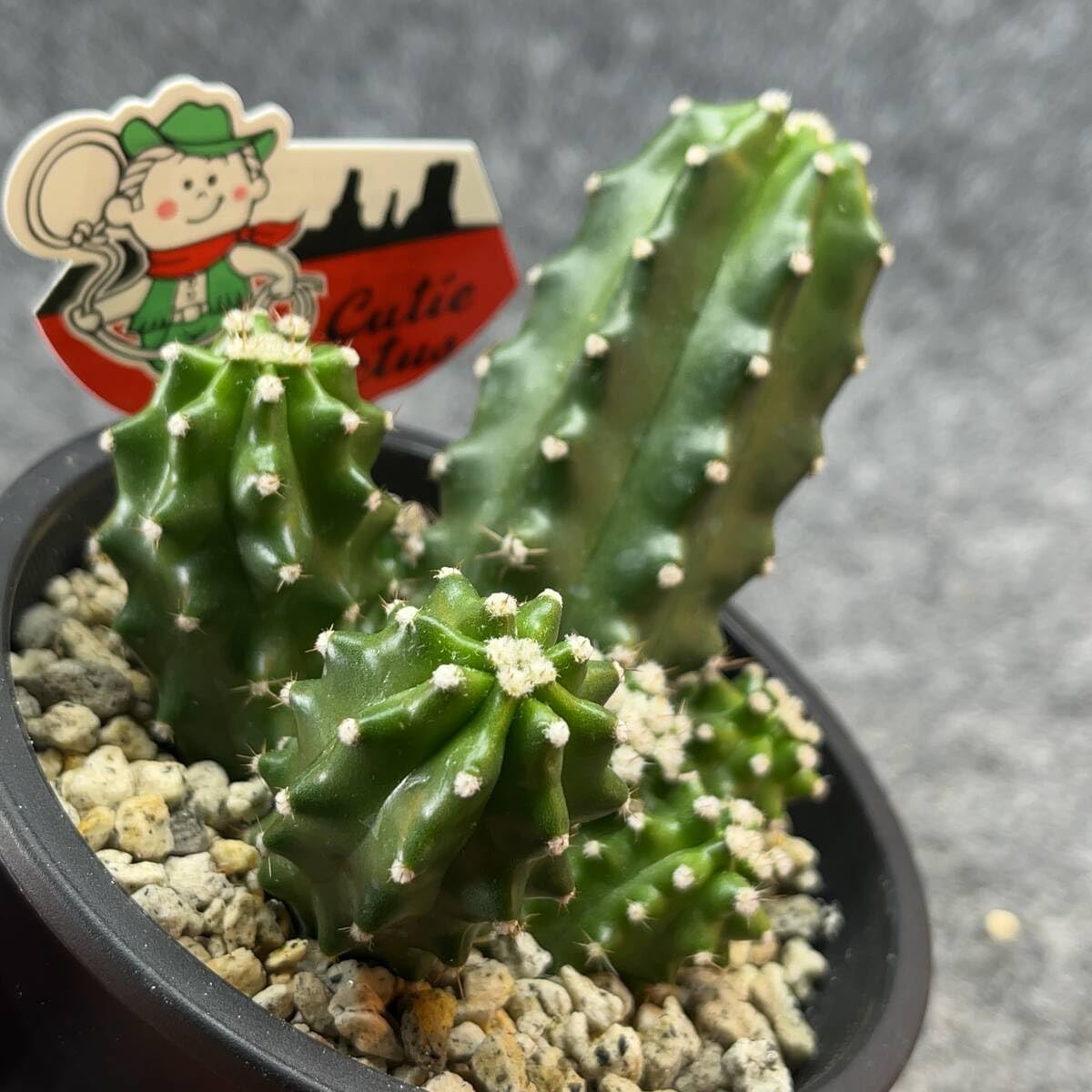 Amazon.co.jp: 鉢ごと発送エキノセレウス 鬼見城 chinocereus