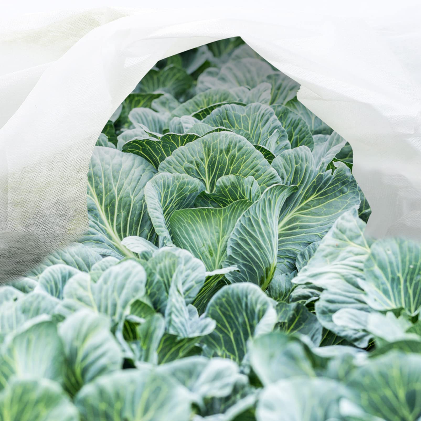 UPKOCH Voile D’hivernage en Non-tissé Blanc 2 Pièces Plantes