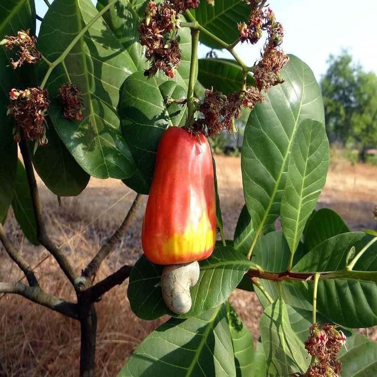See full amazon price history chart for IXORA Cashew Jhargram 1 Variety Nut Kaju Fruit Live Plants & Tree(1.5-3 Feet Size) IXORA Cashew Jhargram 1 Variety Nut Kaju Fruit Live Plants & Tree(1.5-3 Feet Size) (B0DFT92QD7) Amazon Price History, Amazon Price Tracker