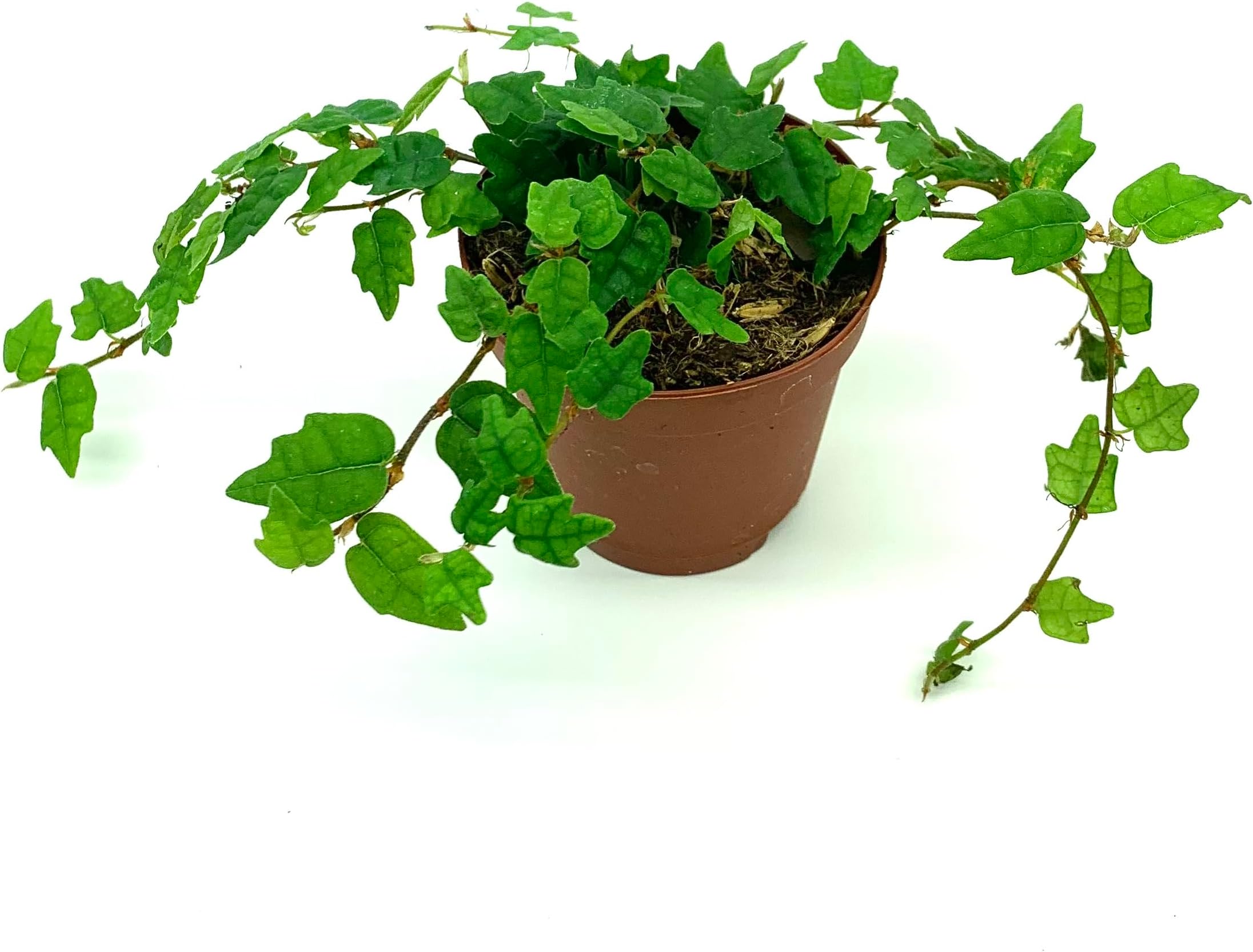 String of Frogs Houseplants Ficus Pumila Quercifolia in 2" Pot Oak Leaf Creeping Fig