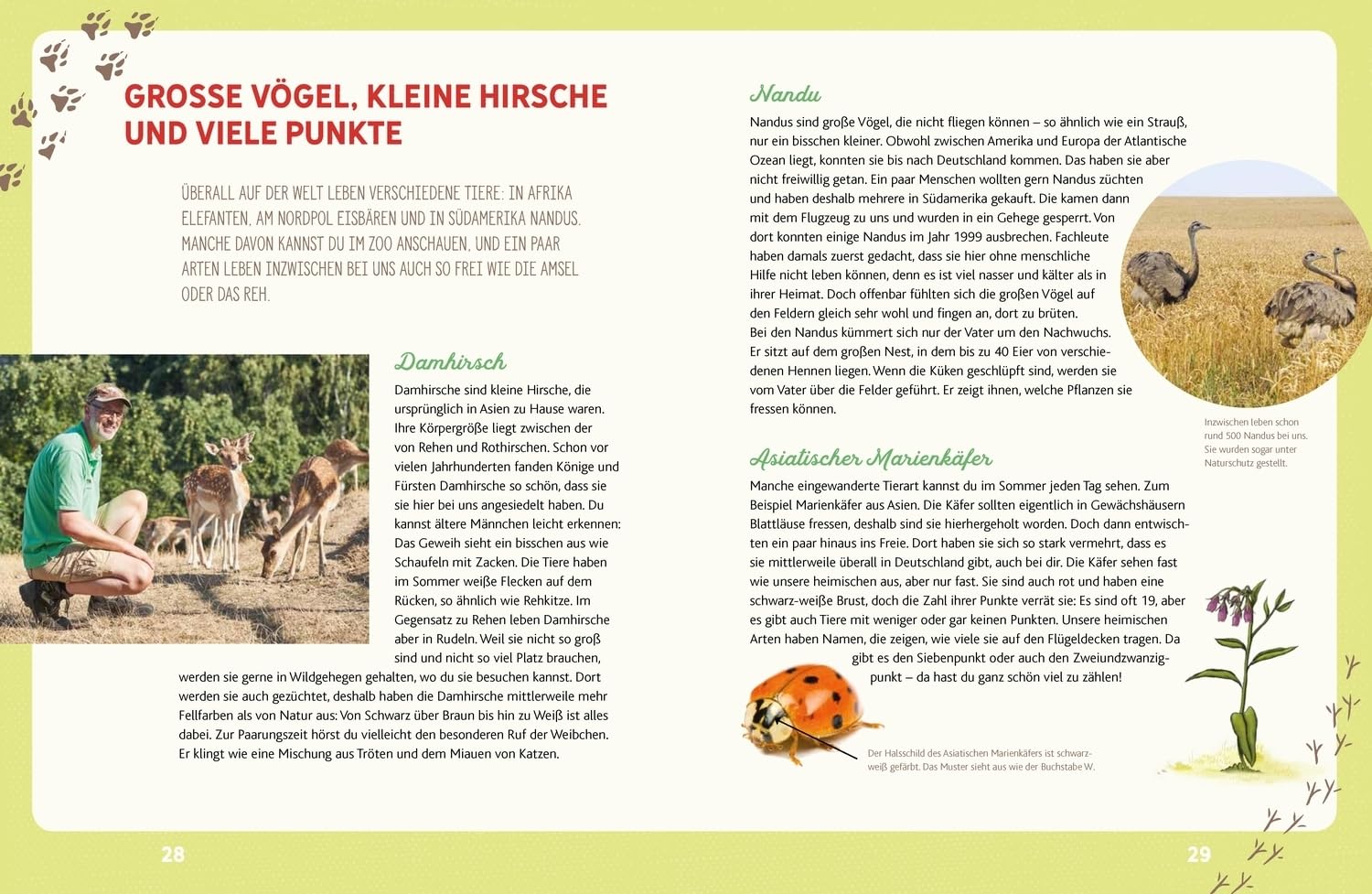 Weißt du, wo die Tiere wohnen?: Eine Entdeckungsreise durch Wiese und Wald | Interessantes Kinderbuch über die Natur und die Tierwelt ab 6 Jahren (Peter & Piet)