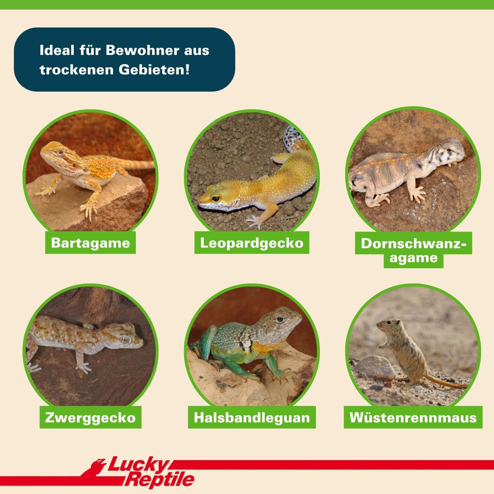 Lucky Reptile Desert Bedding 'Snow White', Inhalt:20 Liter