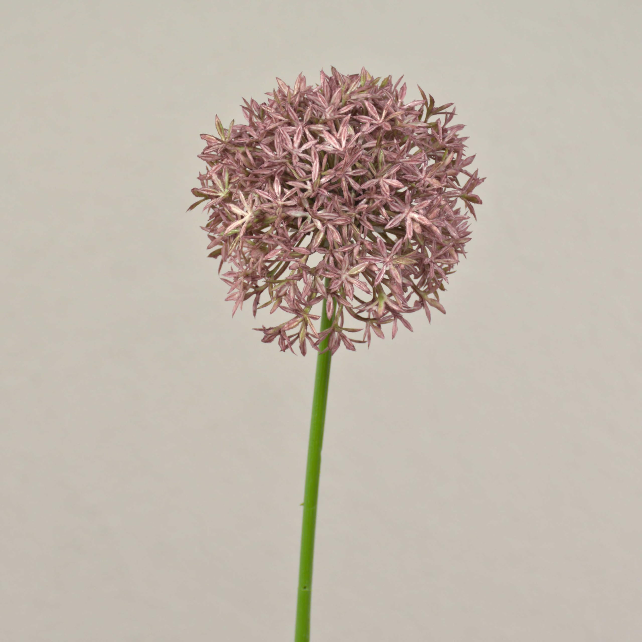 artplants.de Fake allium ARNAU, light pink, 24"/60cm - Artificial flowers/False allium