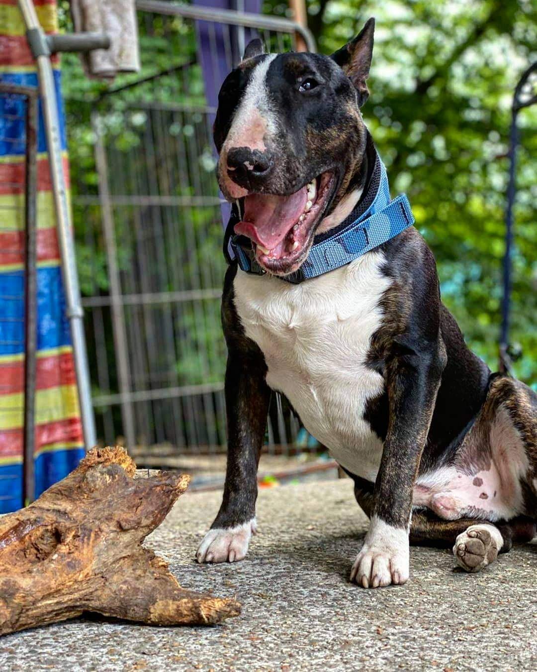 Bestia Dog Sport Collare per Cani a Sgancio Rapido, regola una volta