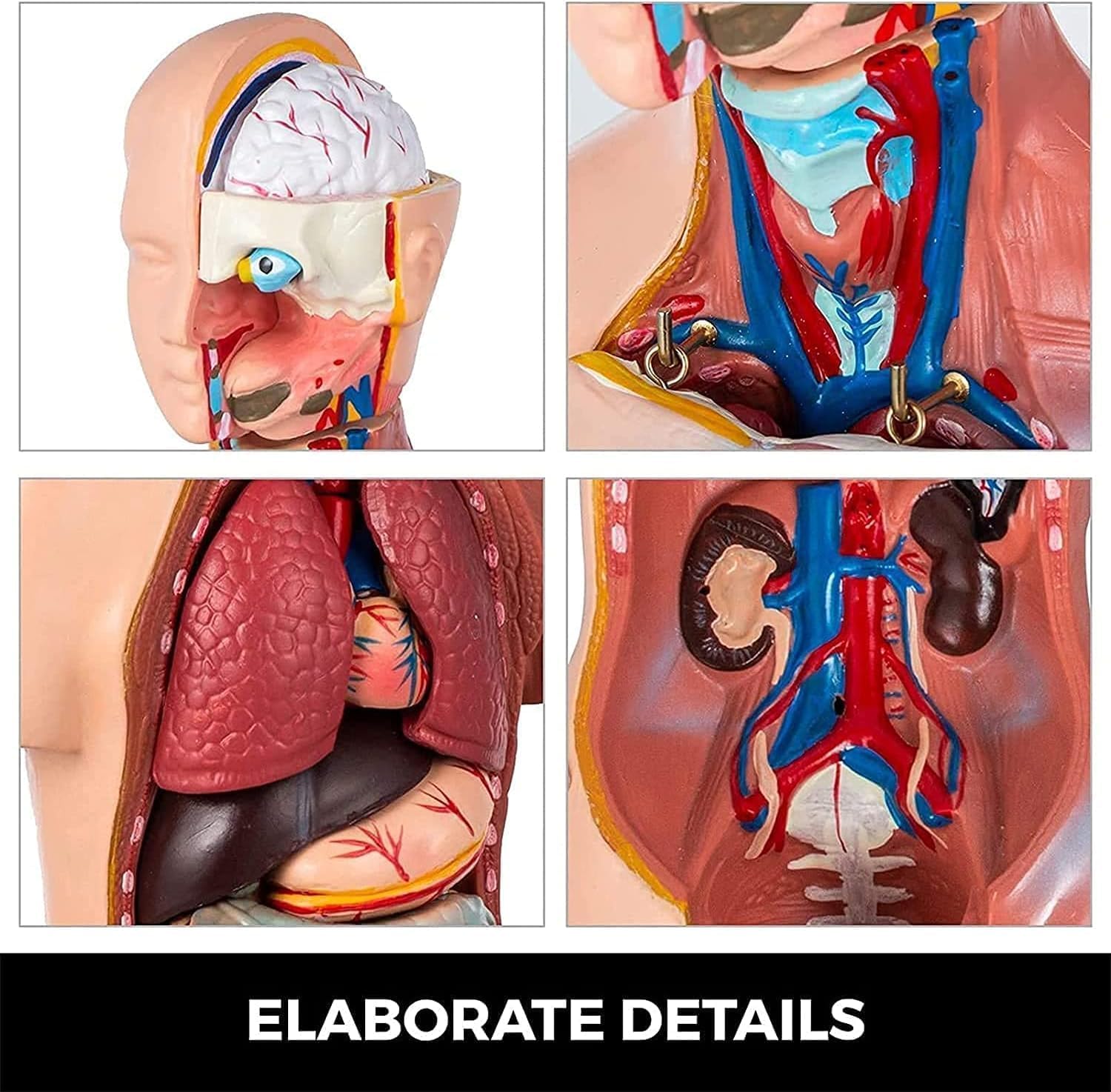Modelo de torso humano con órganos extraíbles, modelo anatómico corporal de 23 piezas para enseñar educación
