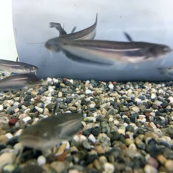 SHU様 確認用　5.8 catfish SHU様 確認用 5.8 catfish Catfish Rig Circle (2 Pack