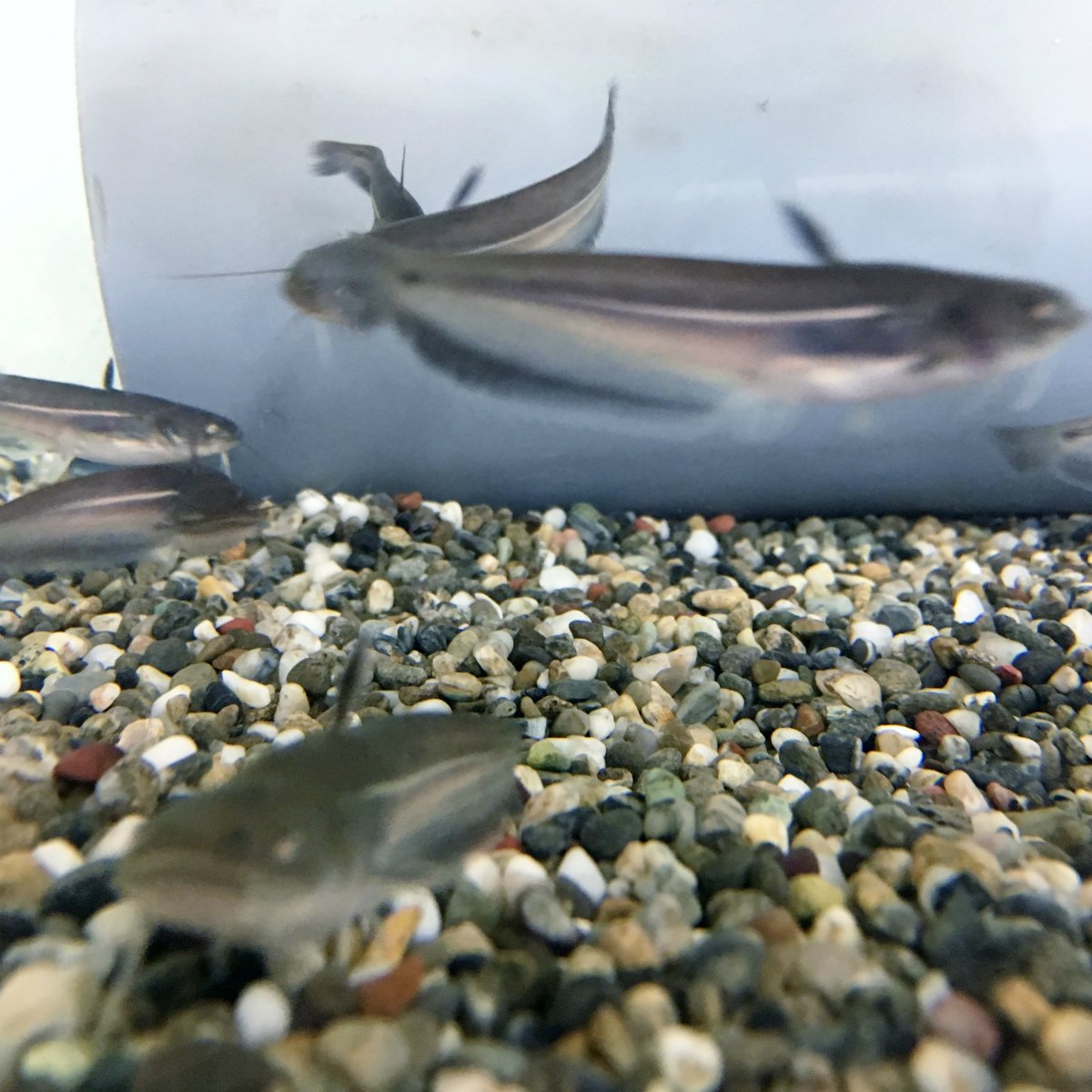 SHU様 確認用　5.8 catfish Amazon.co.jp: (Freshwater Fish) Catfish, 3.1 - 5.9 inches (8