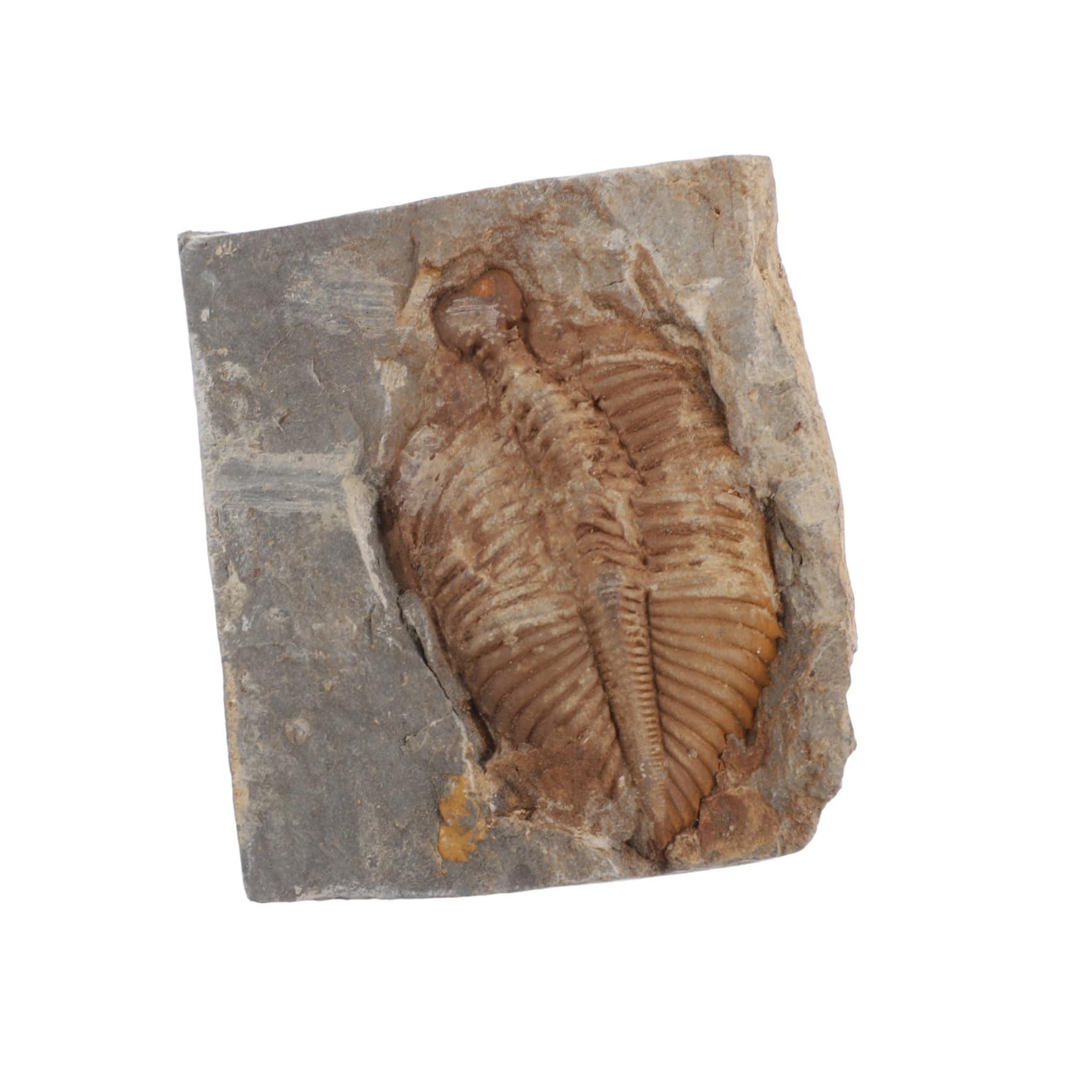 Paläontologie Trilobit Probe 1 Stück Real Sammlung