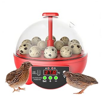 Egg Incubators for Hatching Eggs - 6-Slot Candler Box - Clear Window Incubator Quail Eggs with Automatic Temperature and Humidity Control,for Chicken Duck Quail Bird Farm