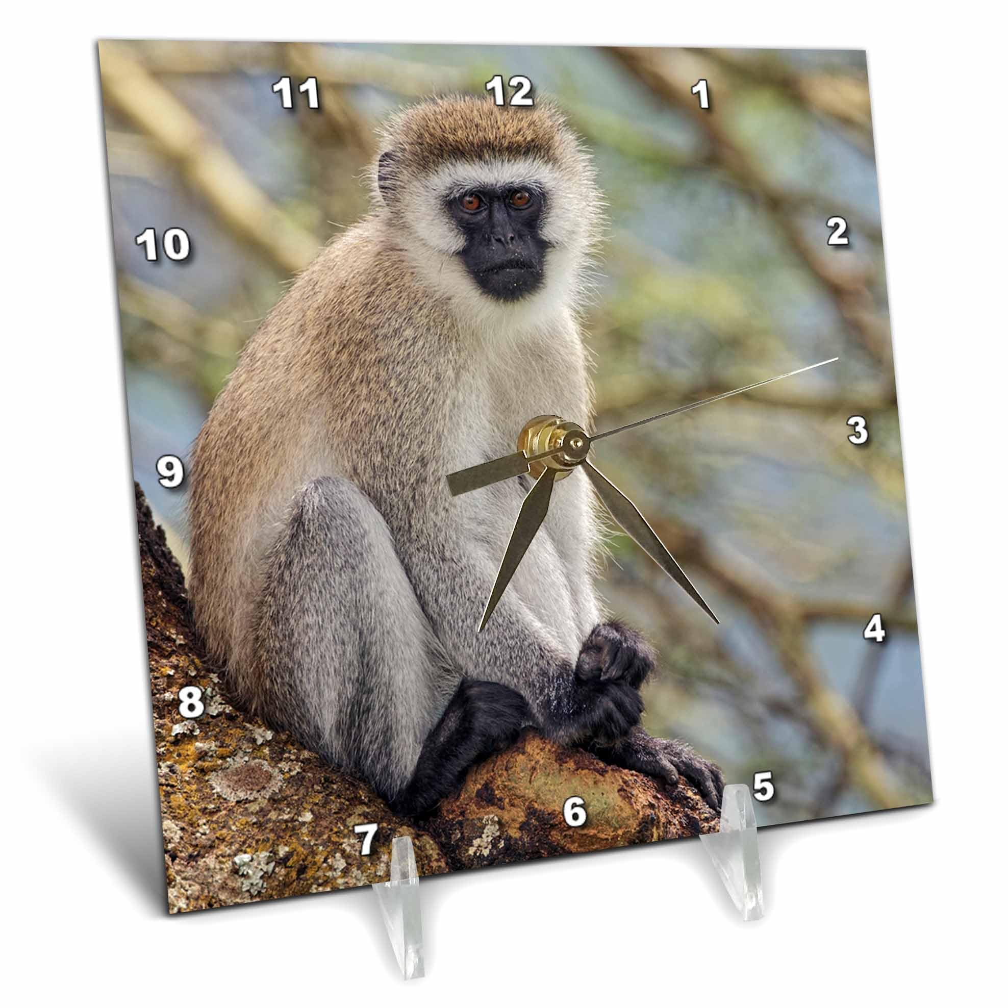 3dRose - Black Faced Vervet Monkey, Ngorongoro Crater, Tanzania, Africa - Desk Clock - (dc-366252-1)