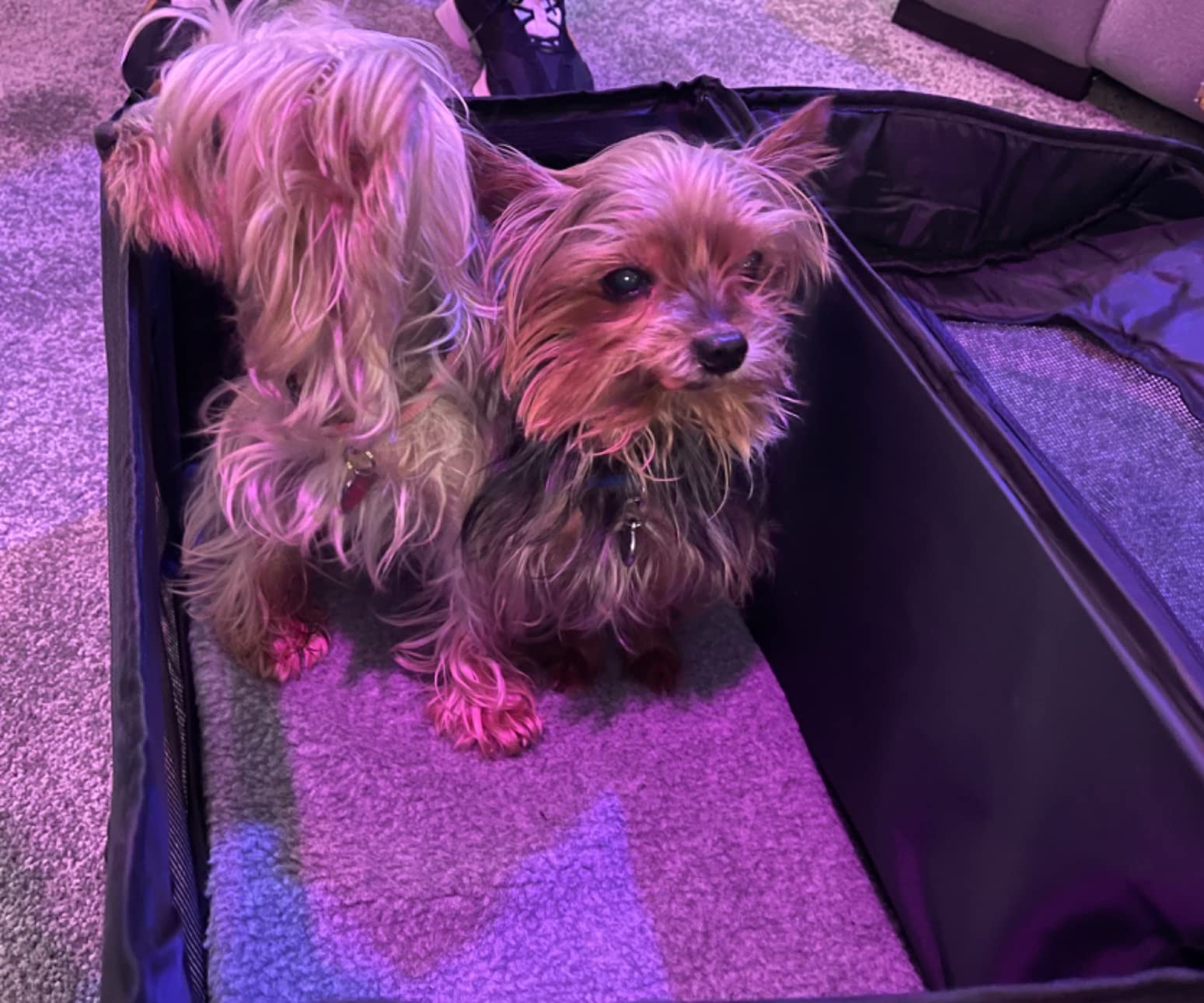 4/mo Finance Cat Carrier Large Pet Travel Carrier Bag Airline