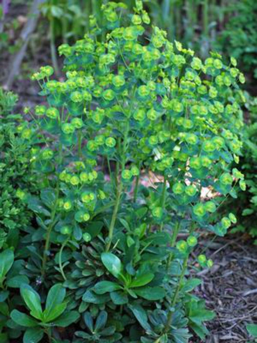 Perennial Farm Marketplace Euphorbia robbiae