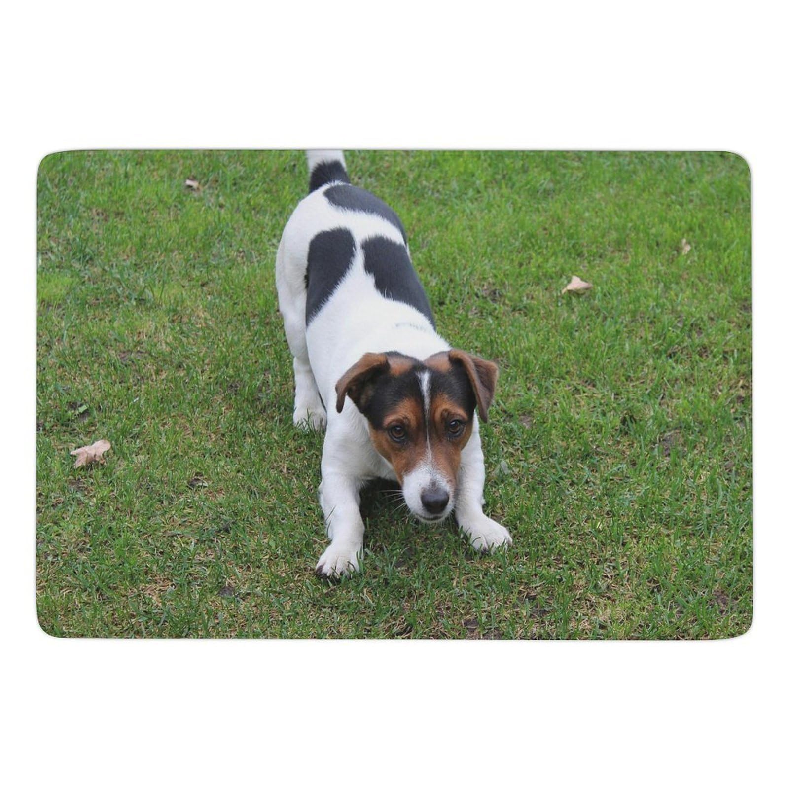 Tapis Jack Russell velours de corail pour éviter les sols froids et glissants
