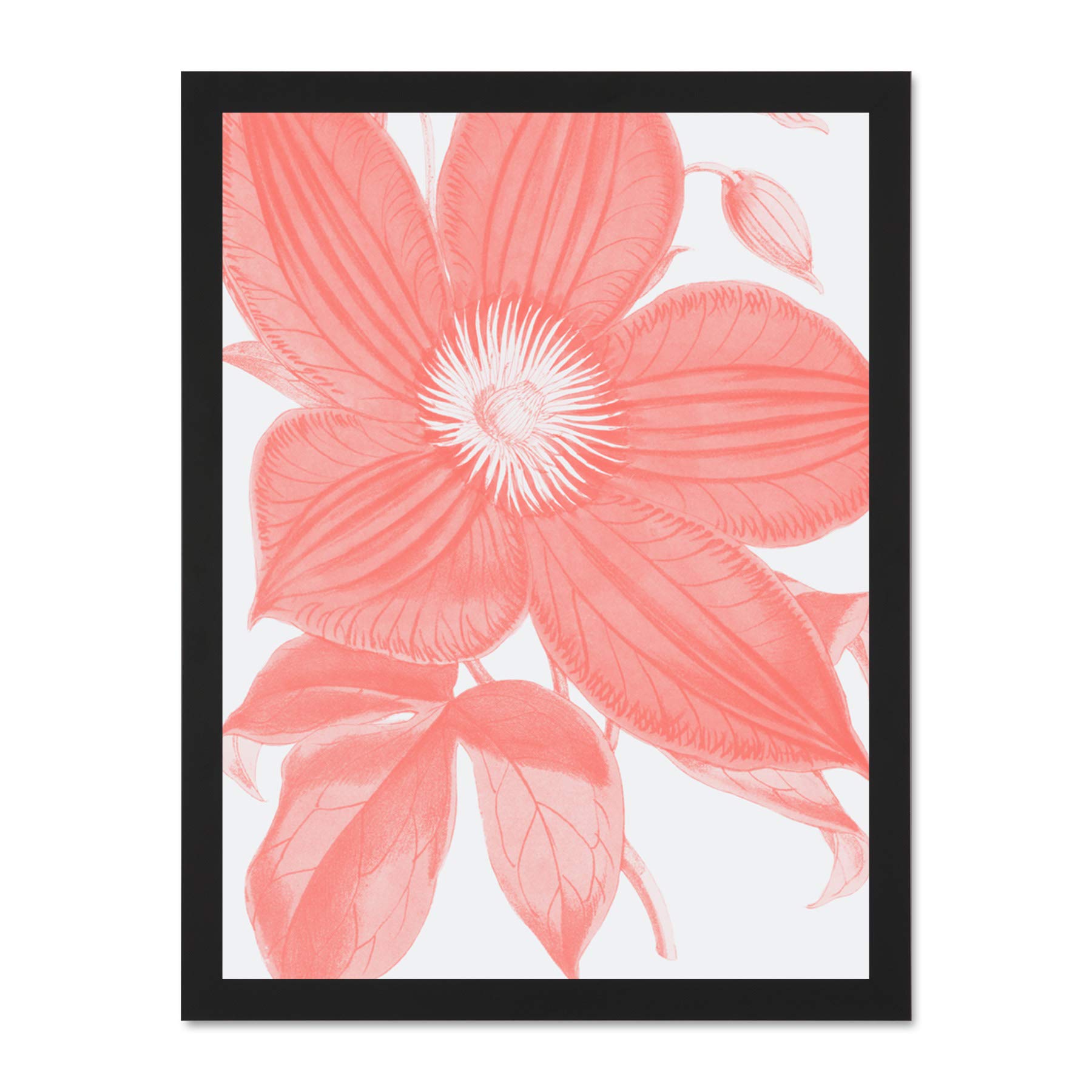Wee Blue Coo Living Coral Clematis Flower Large Black Framed Art Print Wall Poster 18x24 inch