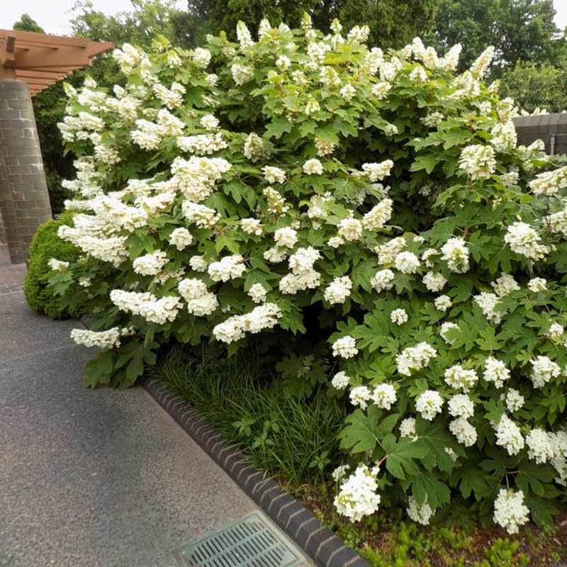 ELLA'S HOMES White Oakleaf Hydrangea