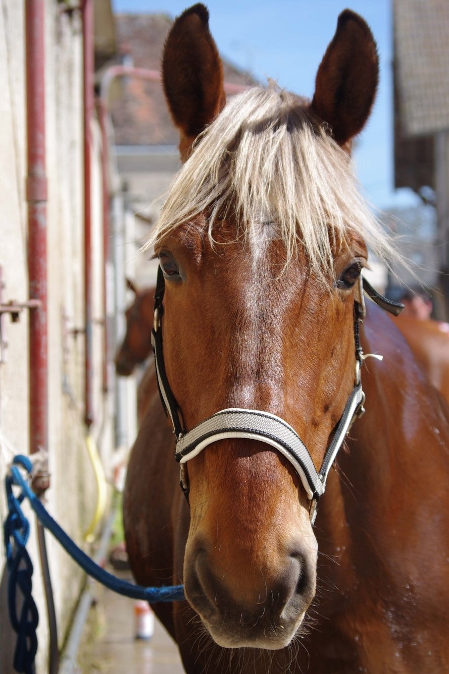 Comtois Horse Journal: 150 page lined notebook/diary