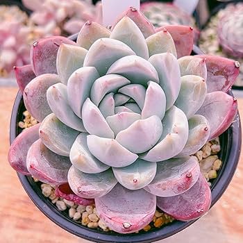 Amazon.co.jp: D！！多肉植物 ピンクシャイニング 特大 レア苗 韓国苗