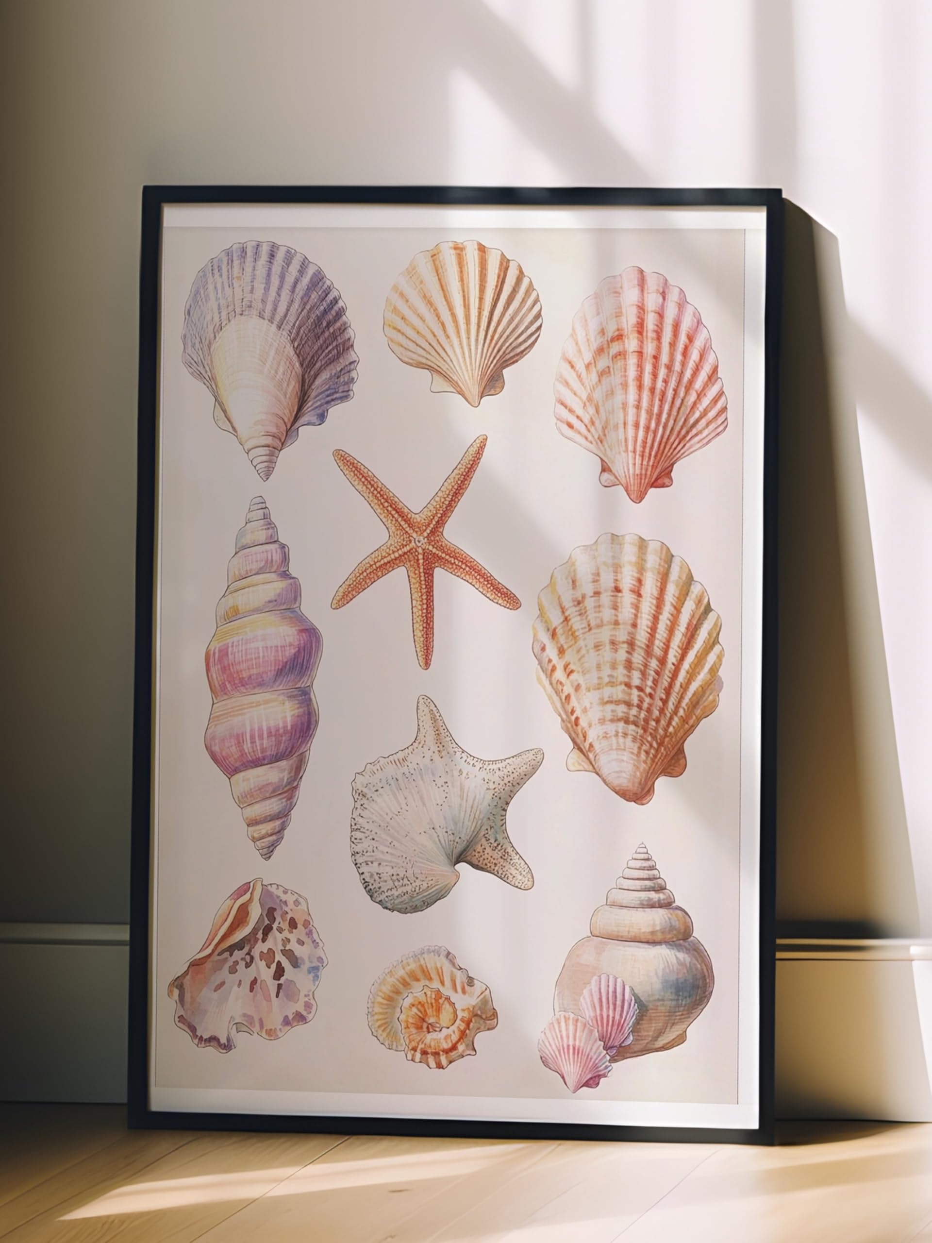 Zestia Siyah Çerçeveli Tablo, Doğanın İncileri – Estetik Kabuk Detayları Poster No: 107444 50 x 70
