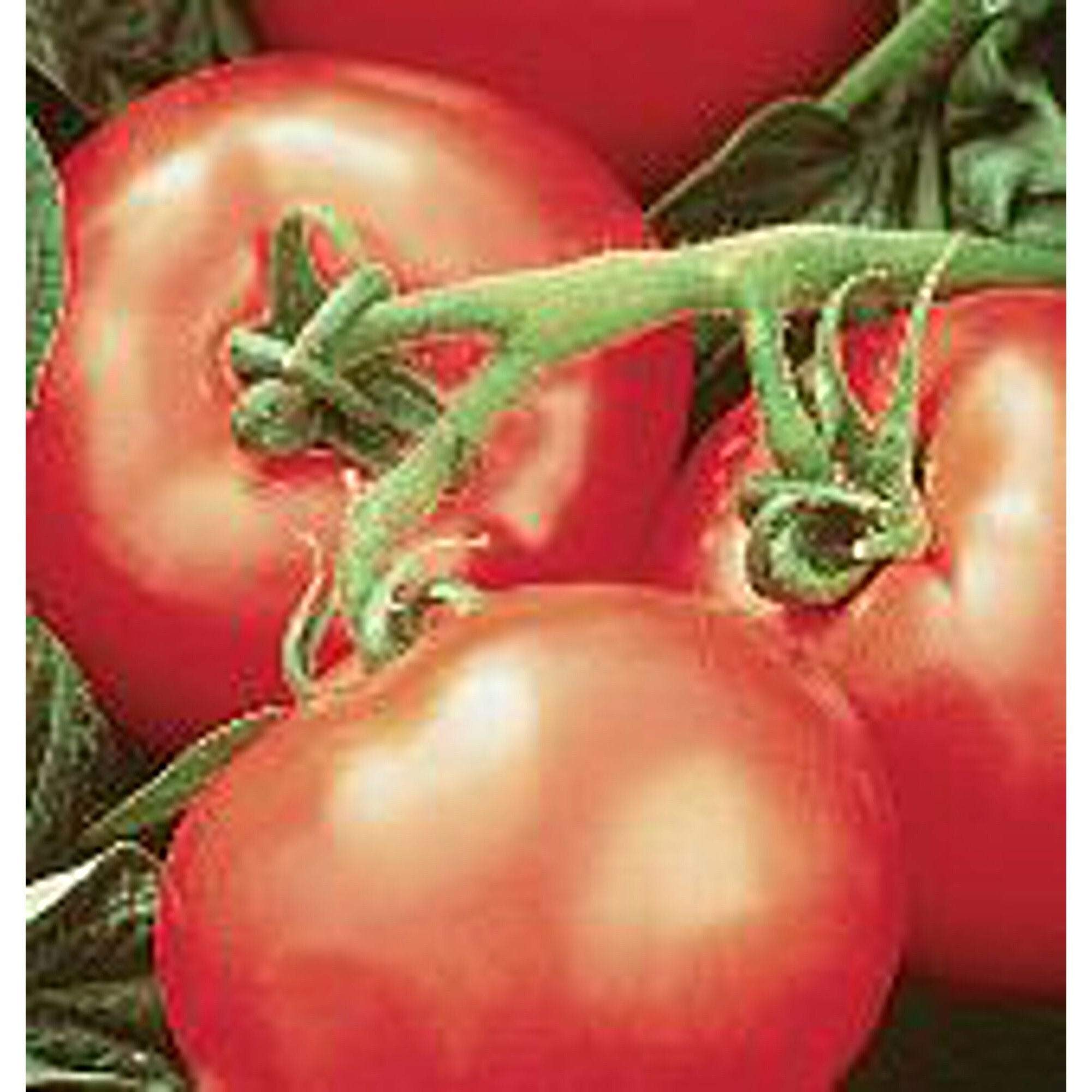 Heatwave II Tomato Seeds (((50 Seed Packet))) (More Heirloom, Non GMO, Vegetable, Fruit, Herb, Flower Garden Seeds at Seed King Express)