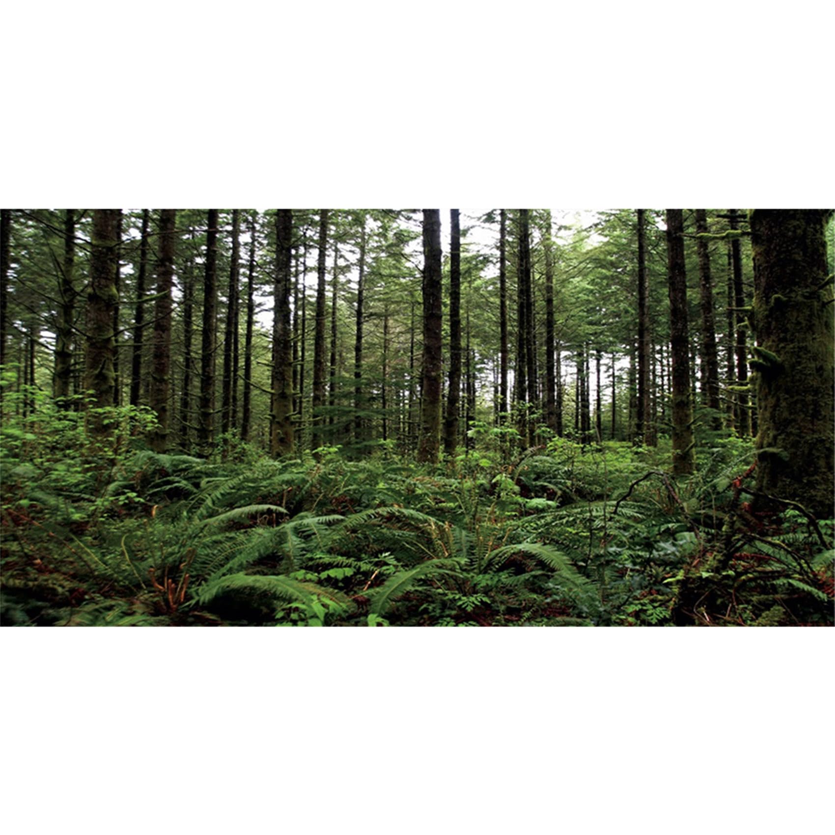 91x41cm Deep Forest Rainforest Aquarium Green Tree Fish Tank Background