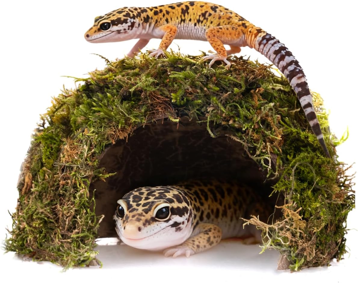 Reptile Hides and Caves – Leopard Gecko Tank Accessories, Natural Dome Reptile Cave & Shelter, Gecko Tank Accessories & Hermit Crab Shelter, 5.5×6.5×3in