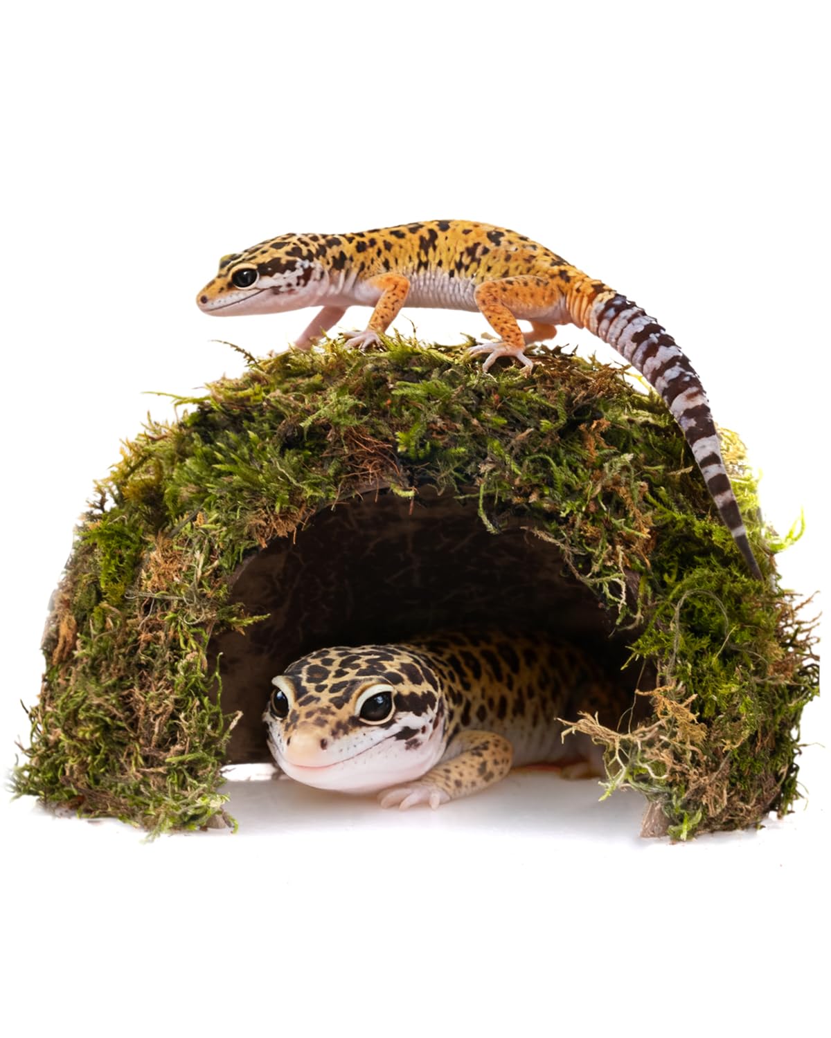 Reptile Hides and Caves – Leopard Gecko Tank Accessories, Natural Dome Reptile Cave & Shelter, Gecko Tank Accessories & Hermit Crab Shelter, Hamster Cage Accessories