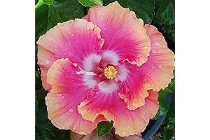 QAUZUY GARDEN Hardy Hibiscus Plants for Perennial Landscape Beauty