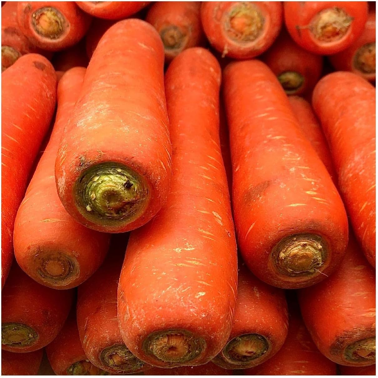 Everwilde Farms - 1 Lb Organic Chantenay Red Cored Carrot Seeds - Gold Vault Packet