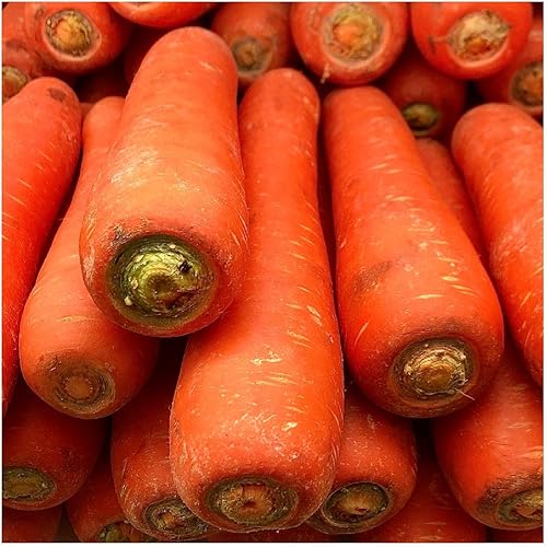 Miniatura 4 de Everwilde Farms - 1000 semillas de zanahoria orgánicas Chantenay con núcleo rojo - Paquete Gold Vault