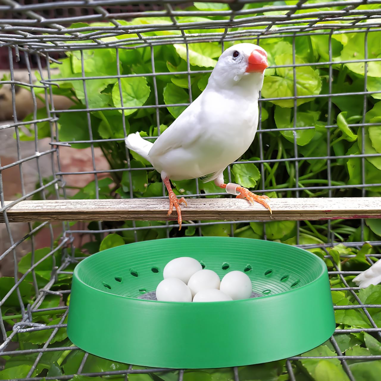 balacoo Juego de 10 cuencos de plástico para anidar palomas para pájaros y palomas