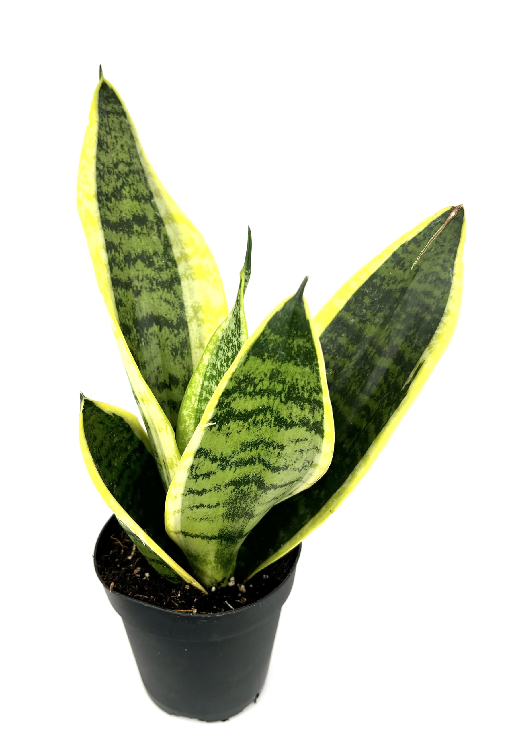 Amazon.com : Sansaveria Futura Superba Snake Plant Air Purifying House  Plant, 4" Pot : Patio, Lawn & Garden