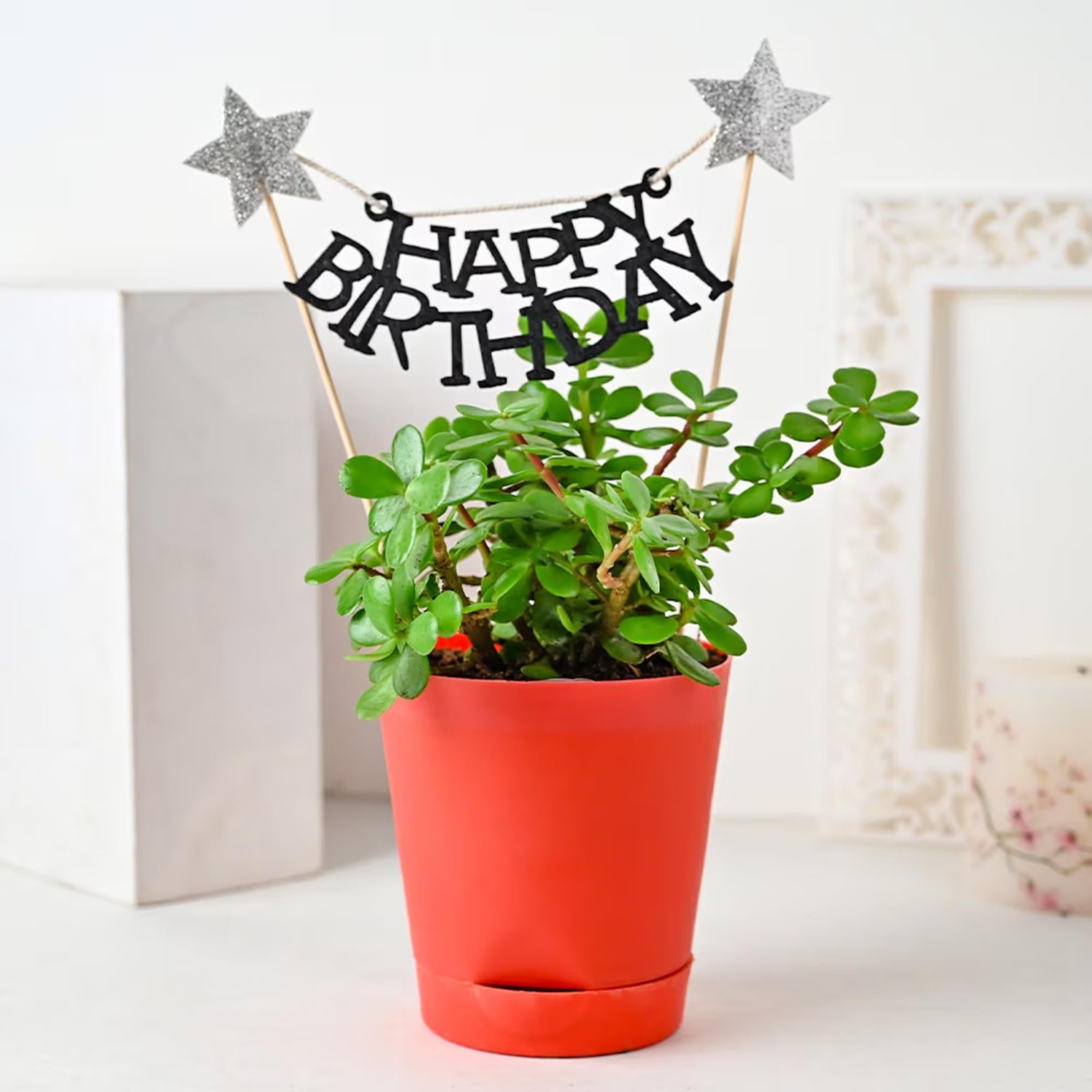 Live Syngonium Plant - Birthday Gift | Same Day Delivery -4
