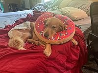 Review Image by I have purchased a few different dandelion root options on Amazon and this is by far my new favorite. The pieces are pretty big and are perfect for a small healthier treat for my bunny! I have purchased a few different dandelion root options on Amazon and this is by far my new favorite. The pieces are pretty big and are perfect for a small healthier treat for my bunny!