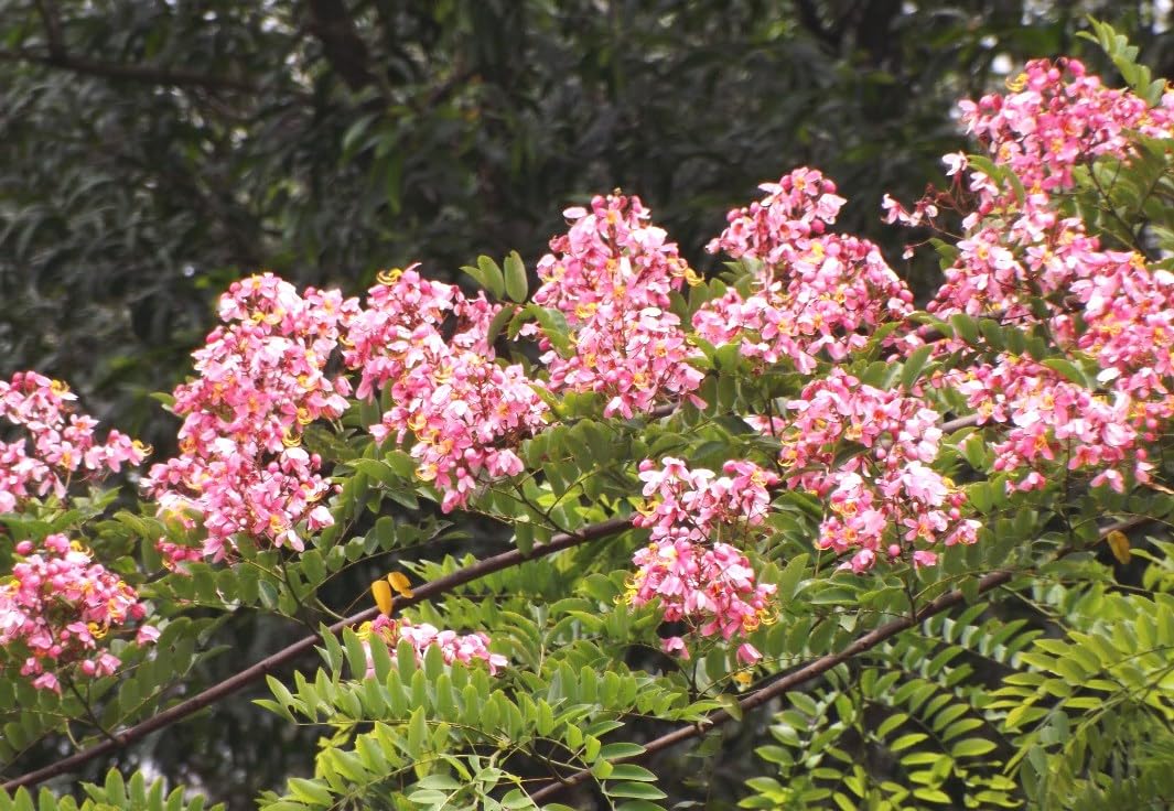 Plantzoin Java cassia Java rani Cassia javanica Cassia nodosa Live Plant (B0CCWWDJM5) Amazon Price History, Amazon Price Tracker
