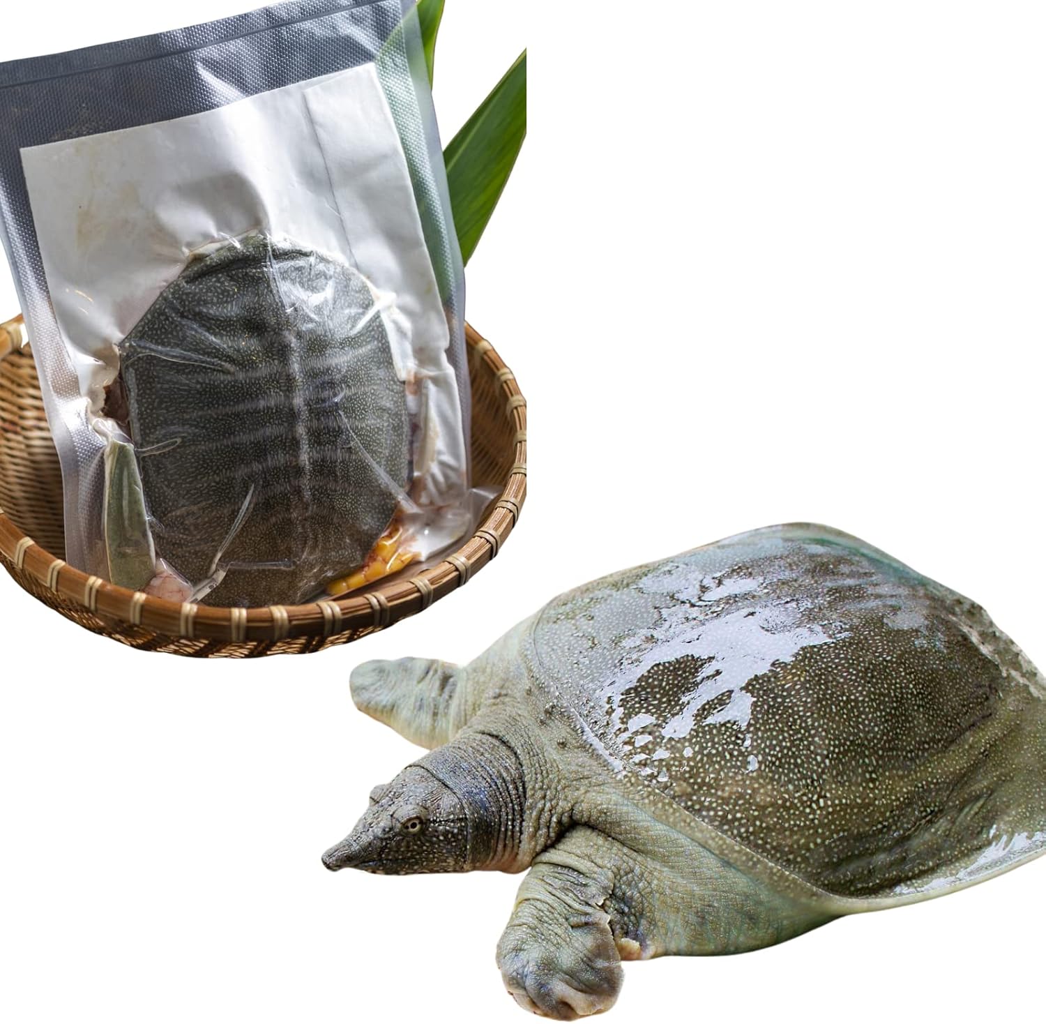 新品未使用 シュタイフ キリンのグレタ モヘア 71V+KlJm76L._AC_UF350,