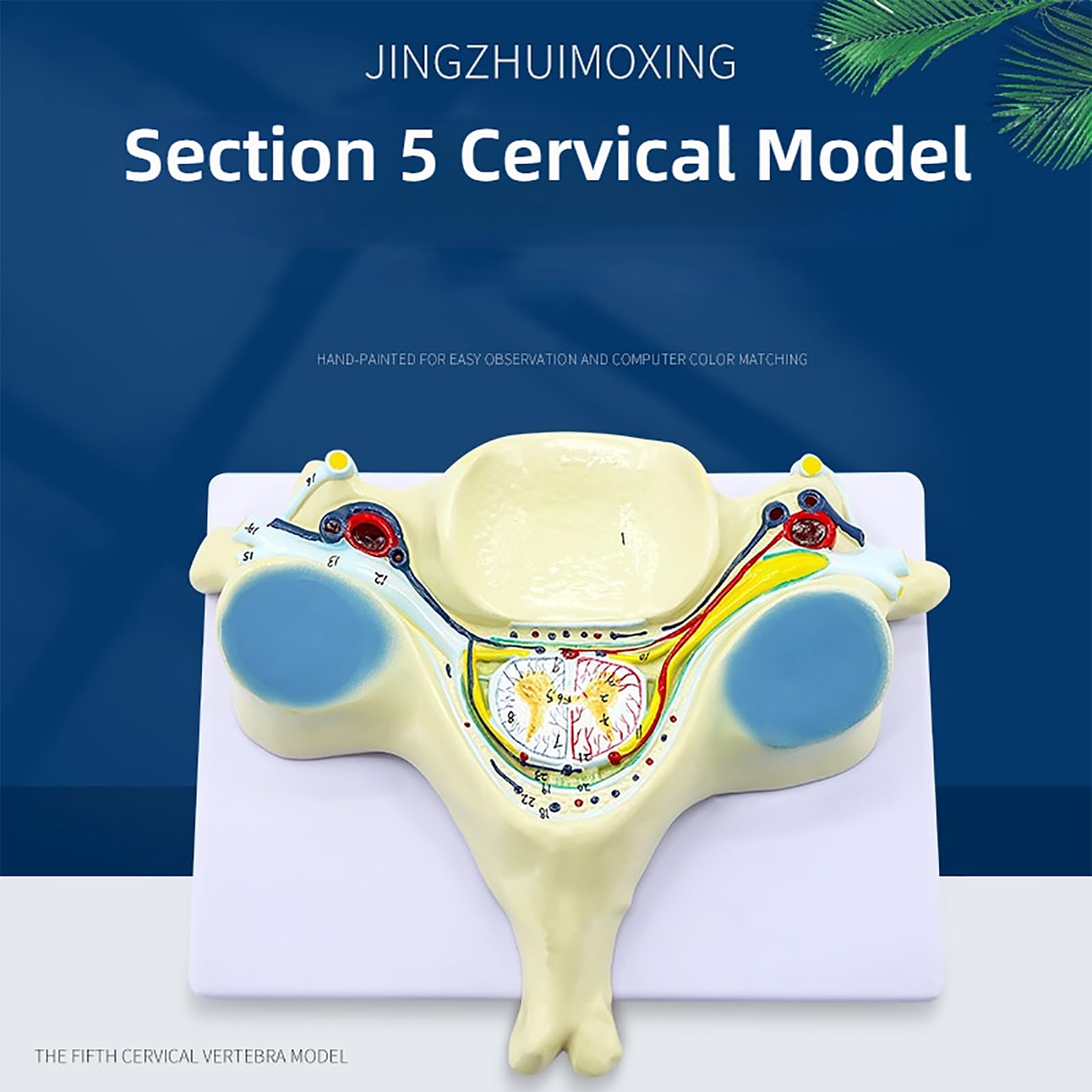 Model Kręgu Szyjnego W 7-krotnym Powiększeniu, Anatomiczny Model Piątego Przekroju Kręgu Szyjnego Człowieka, Dokładna I Realistyczna Struktura, Wytrzymały Materiał PVC, Dla Studentów Medycyny