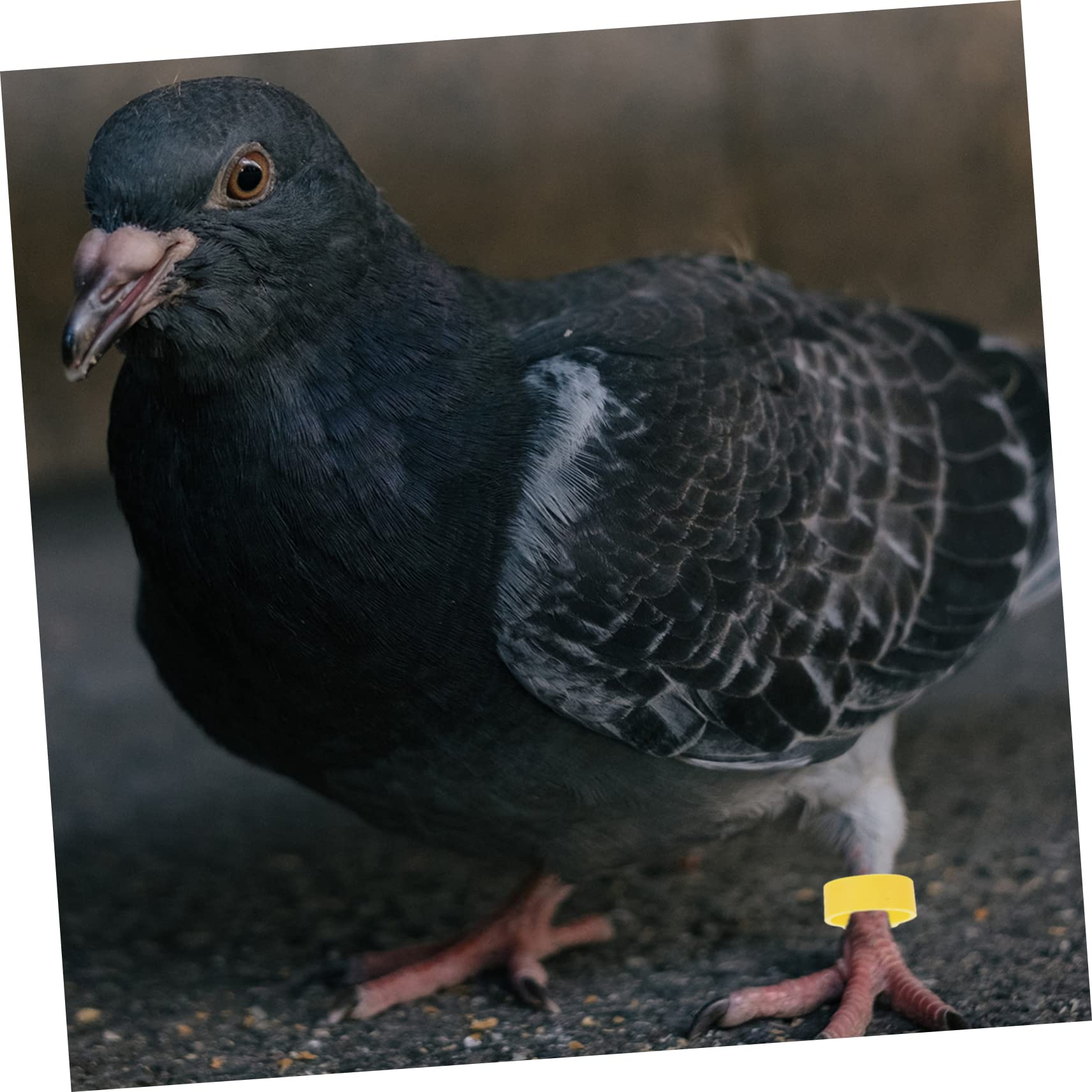 BESPORTBLE 1200pezzi Anelli Identificazione Uccelli Anelli per Zampe di Pappagalli e Piccioni Confezione Colorata Facili da Applicare e Rimuovere Resistenti e Leggeri Adatti Vari Uccelli