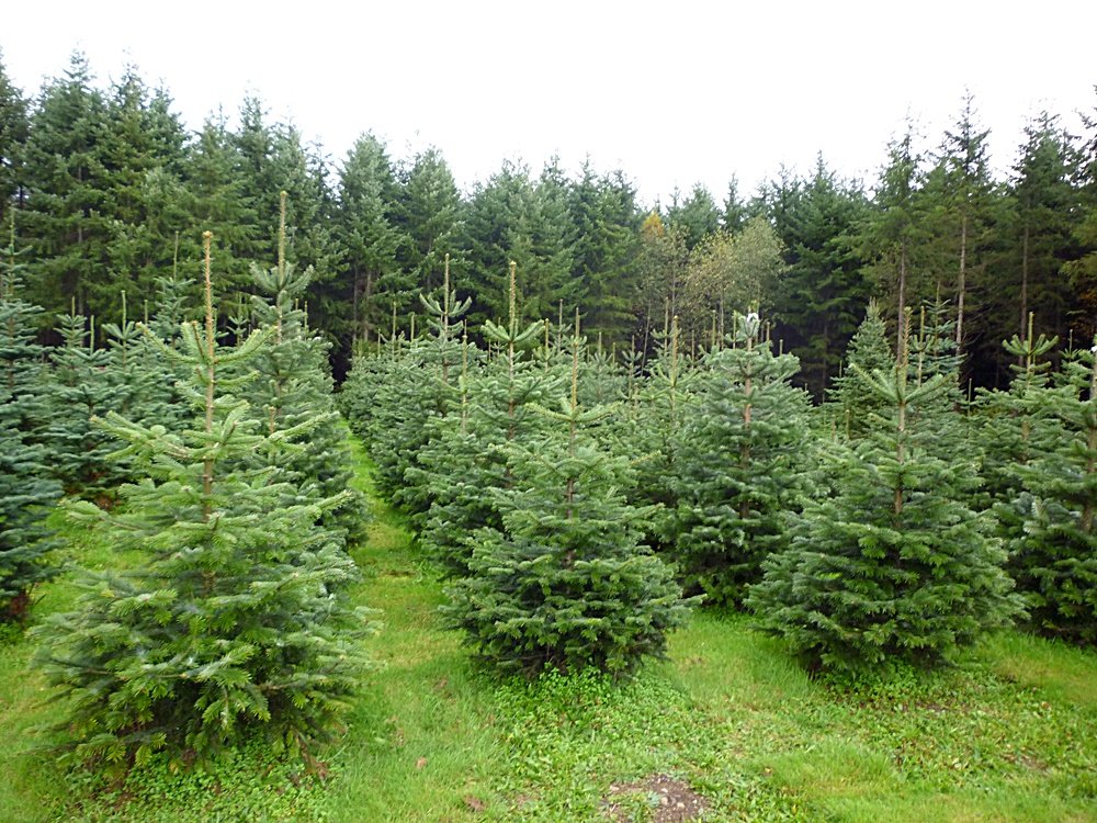 10 Nordmann Xmas Tree Field Grown Bare Root 15-25cm Tree Whip Plants