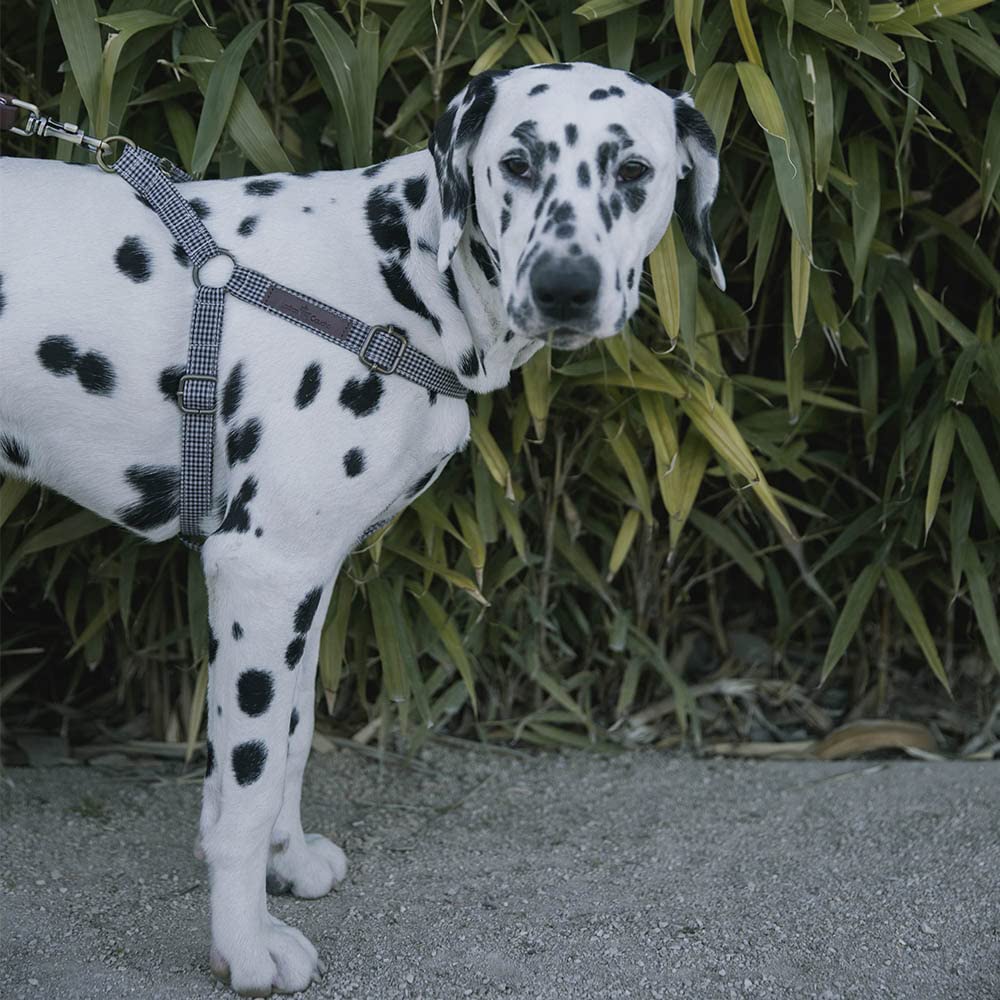 Milo Harness - L, Vichy black and white - Image 3