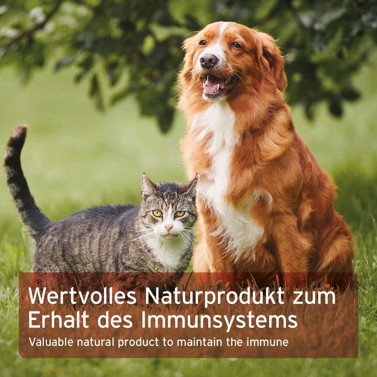 AniForte Bio Spiruline en Poudre pour Chiens et Chats 250g, Micro algues pour la Peau et Le Pelage, système immunitaire et processus métaboliques, vitamines, Biologique, testé en Laboratoire
