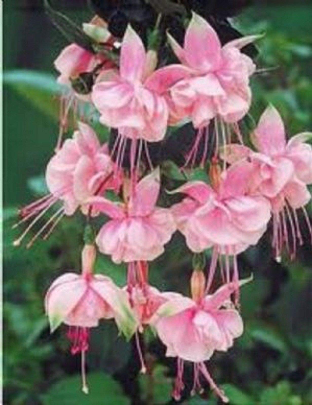 Portal Cool 6 Giant Trailing Fuchsia Southgate Hanging Basket Patio Plug Plants