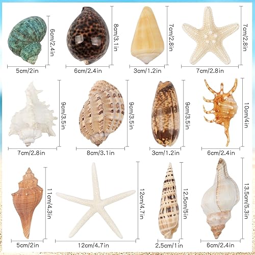 Miniatura 3 de 12 conchas marinas grandes mixtas de conchas marinas de playa y estrellas de mar naturales del océano, conchas marinas coloridas naturales de hasta